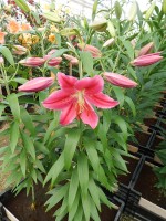 [4355 Barossa VZ No01.JPG]